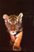 Amurski Tiger Cub