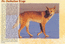 Australian Dingo