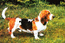 Basset