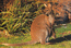 Bennets Wallaby