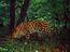 Far Eastern Leopard