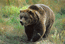 Grizzly Bear