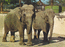 Indian Elephant