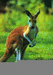 Kangaroo