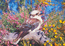 Kookaburra