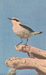 Wheatear, Oenanthe