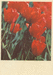 Tulips 1968