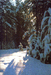 Winter Forest